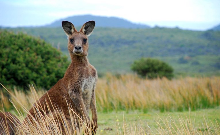 U Australiji dozvoljen lov na klokane, od njih će raditi hranu za kućne ljubimce